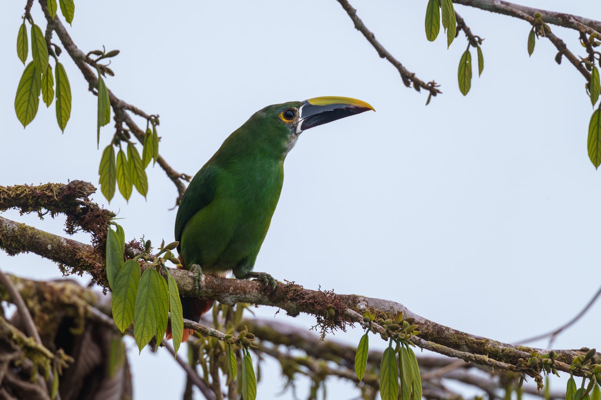 Southern Emerald-Toucanet (Andean) - ML609222268