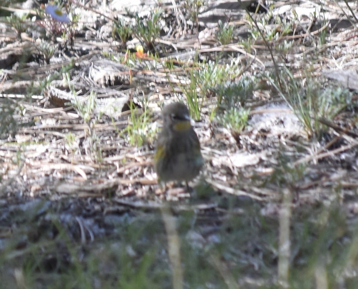 Yellow-rumped Warbler (Audubon's) - ML609222627