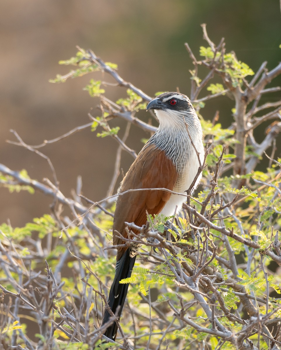 White-browed Coucal - ML609222908