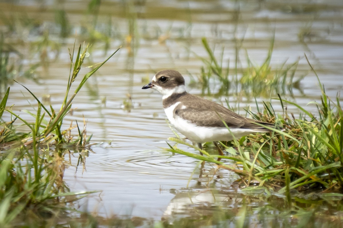 Semipalmated Plover - ML609224112
