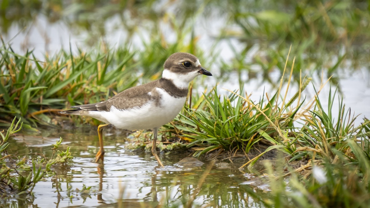 Semipalmated Plover - ML609224149