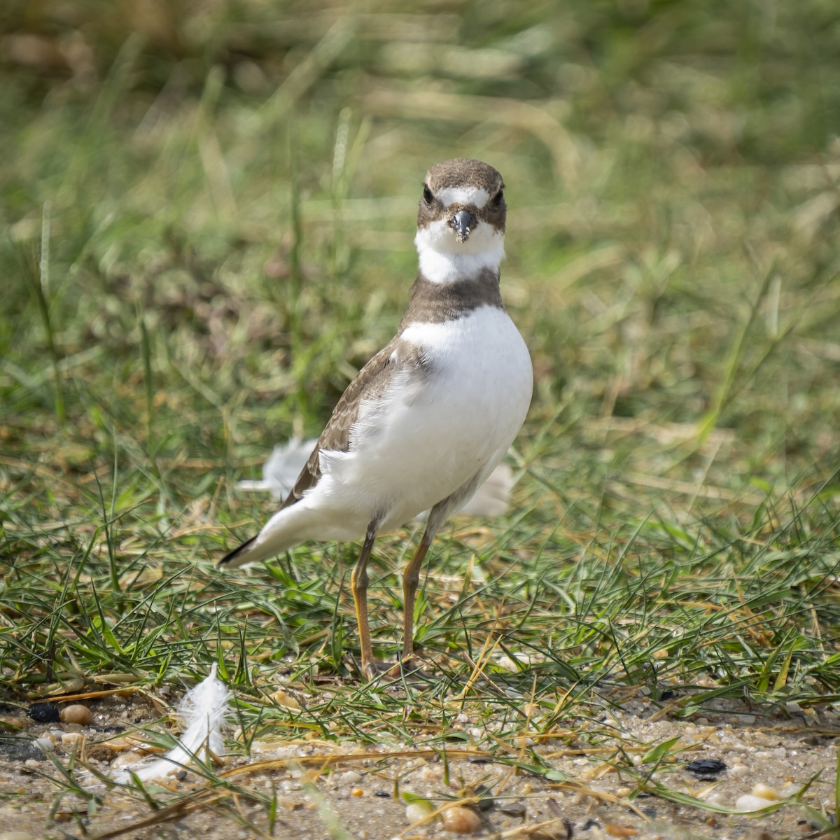 Semipalmated Plover - ML609224162
