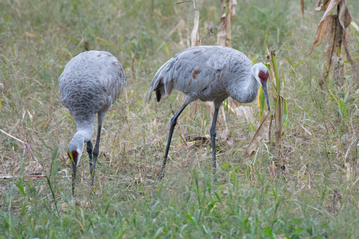Sandhill Crane - ML609224209