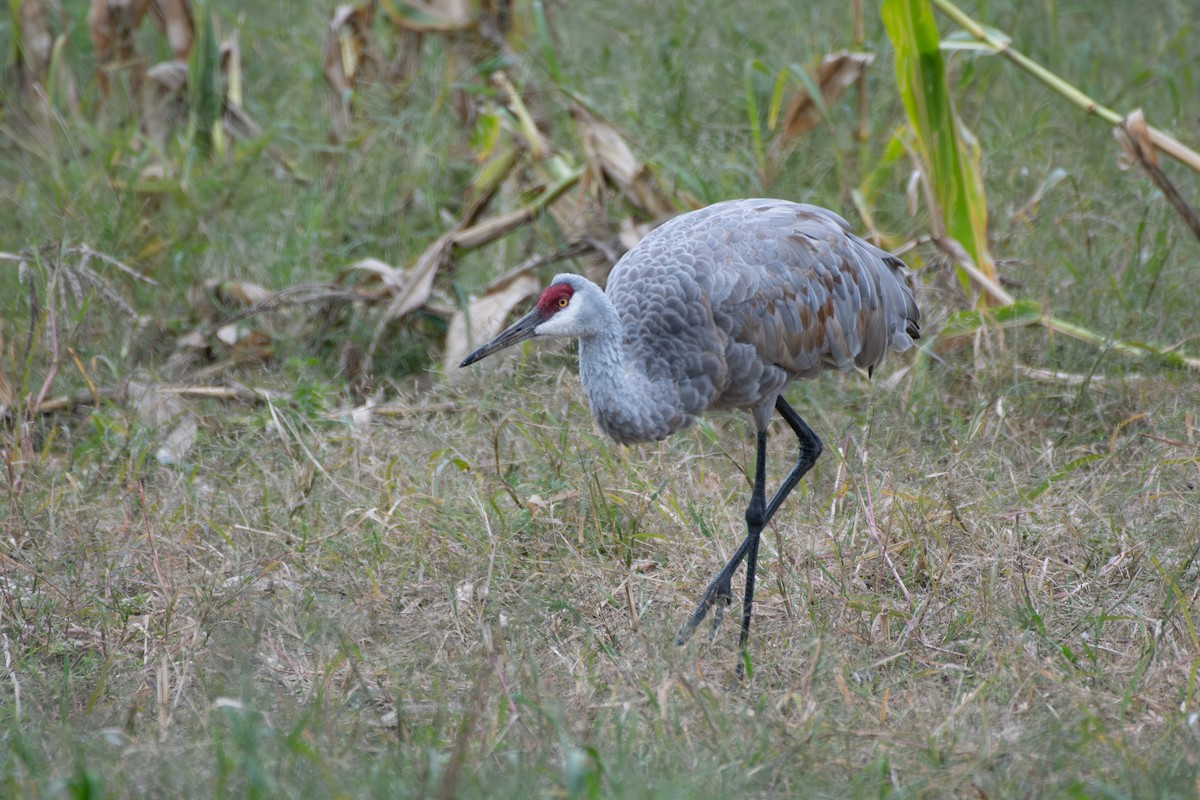 Sandhill Crane - ML609224213