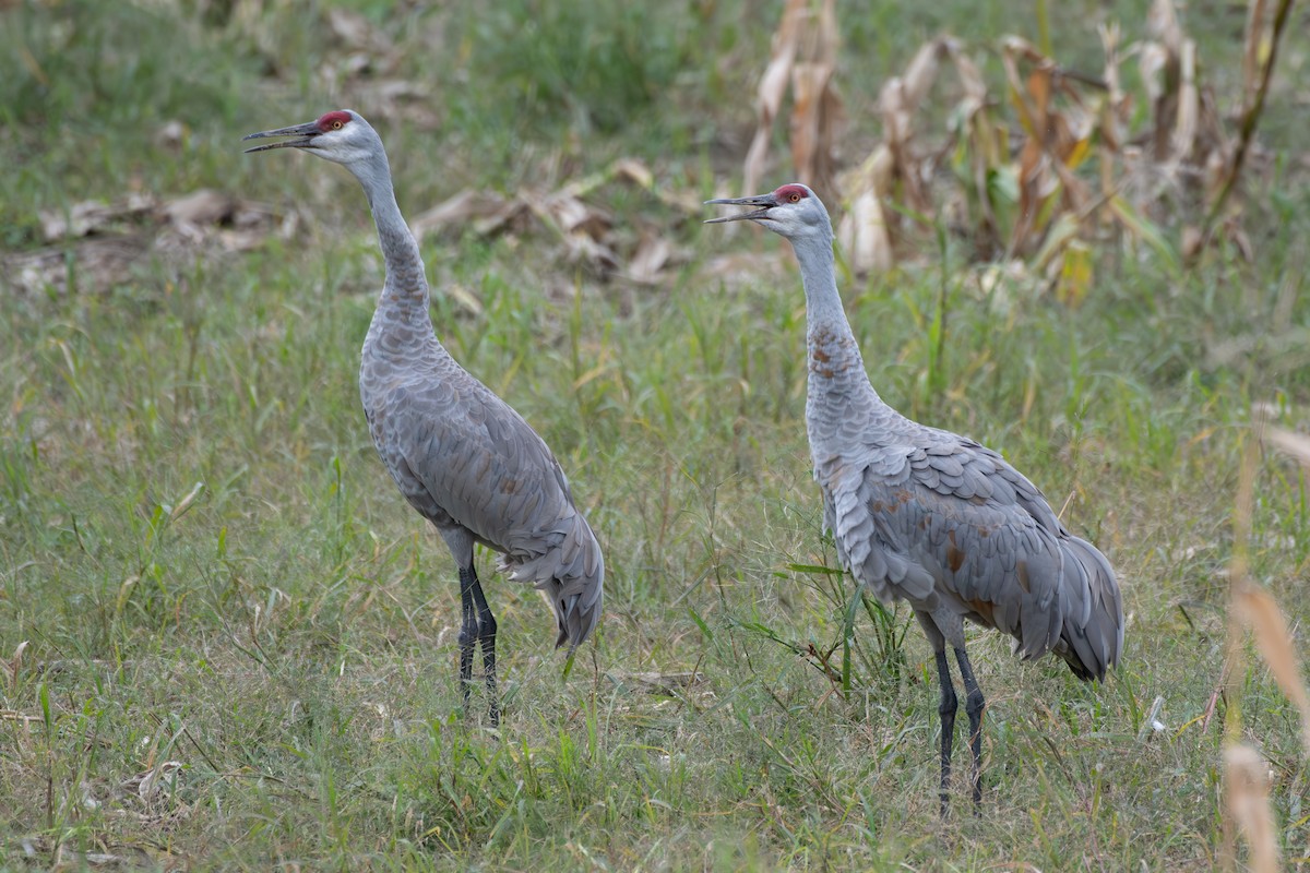 Sandhill Crane - ML609224217