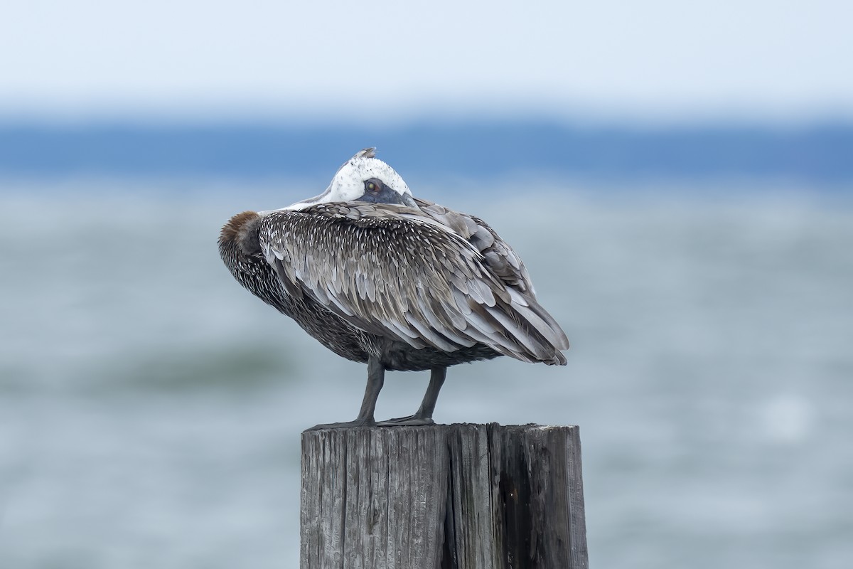 Brown Pelican - ML609224224