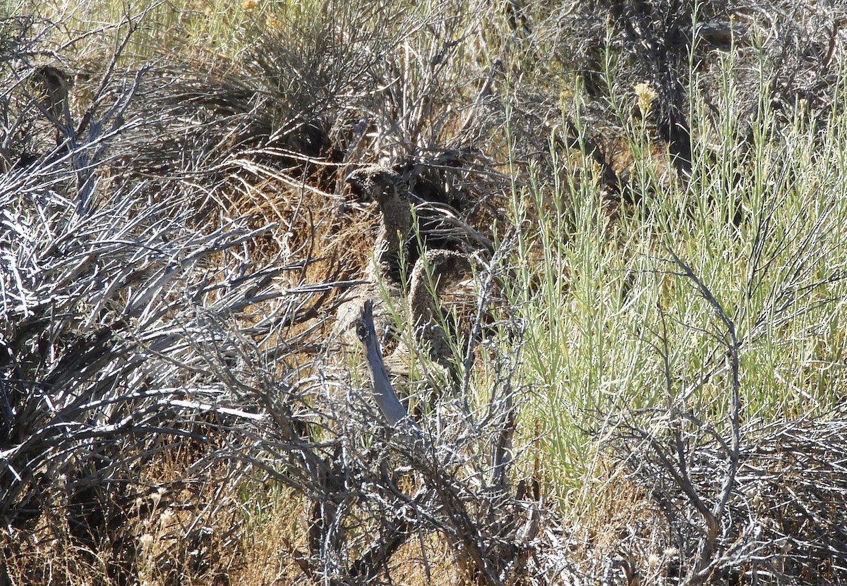 Greater Sage-Grouse - ML609224522