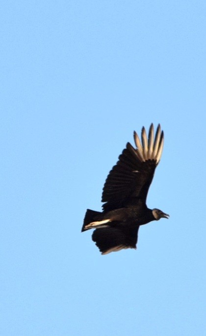 Black Vulture - ML609224671