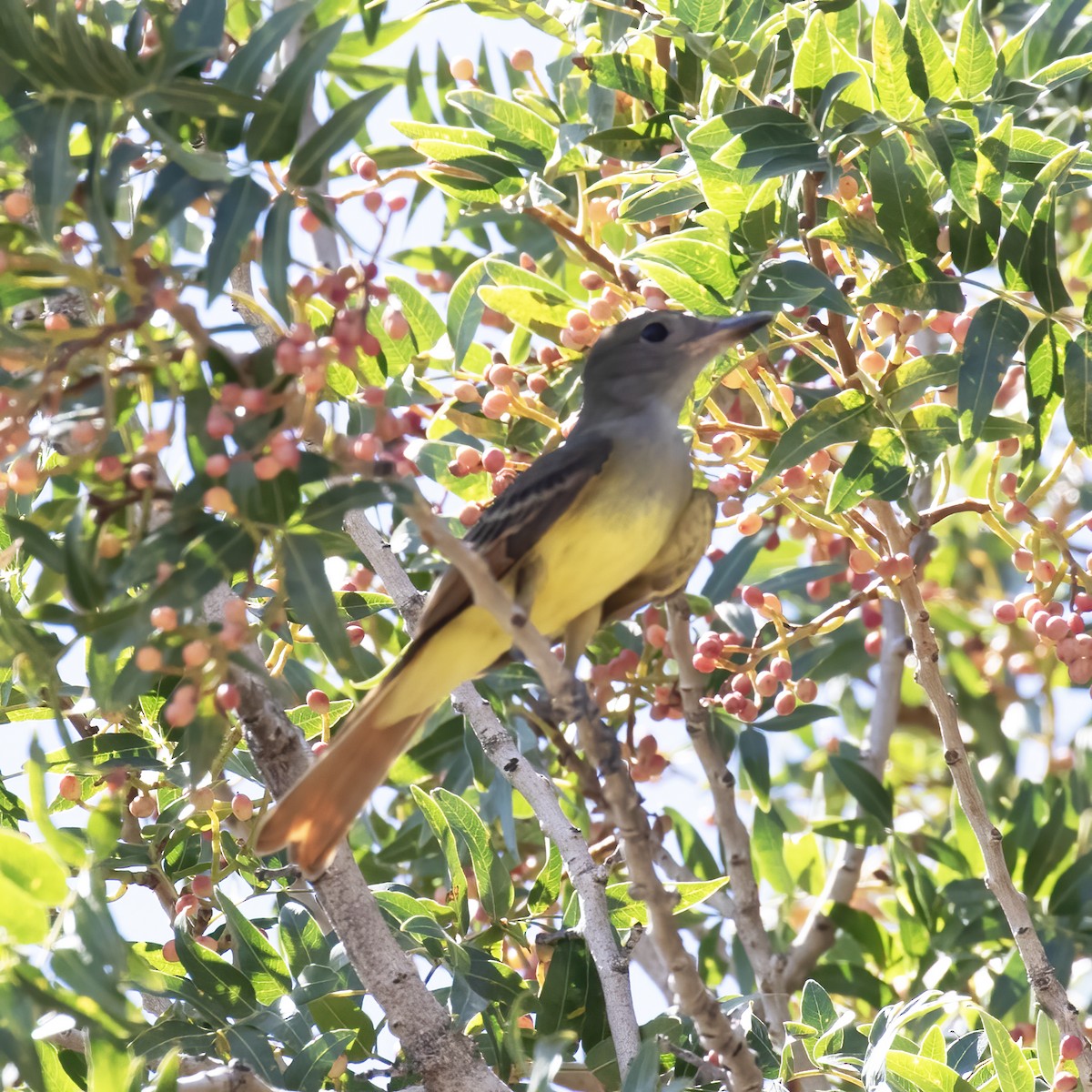 Great Crested Flycatcher - ML609224778