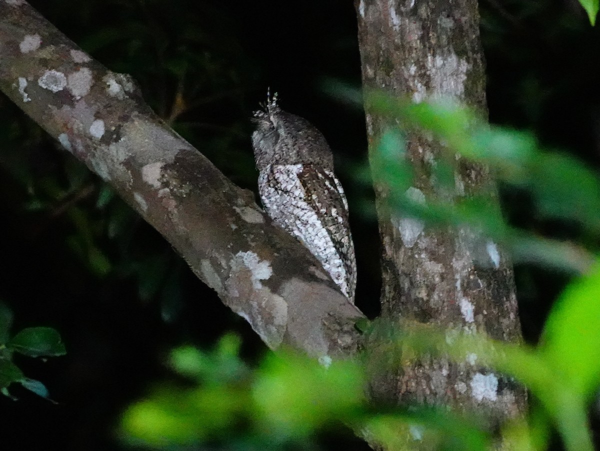 Marbled Frogmouth (Marbled) - ML609224898