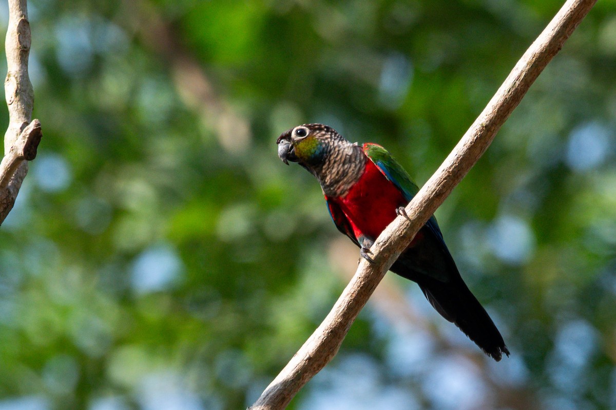 Crimson-bellied Parakeet - ML609225020