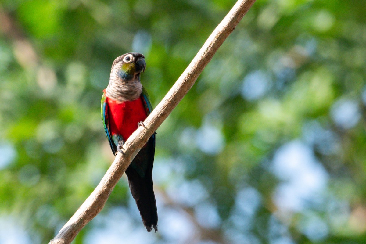 Crimson-bellied Parakeet - ML609225023