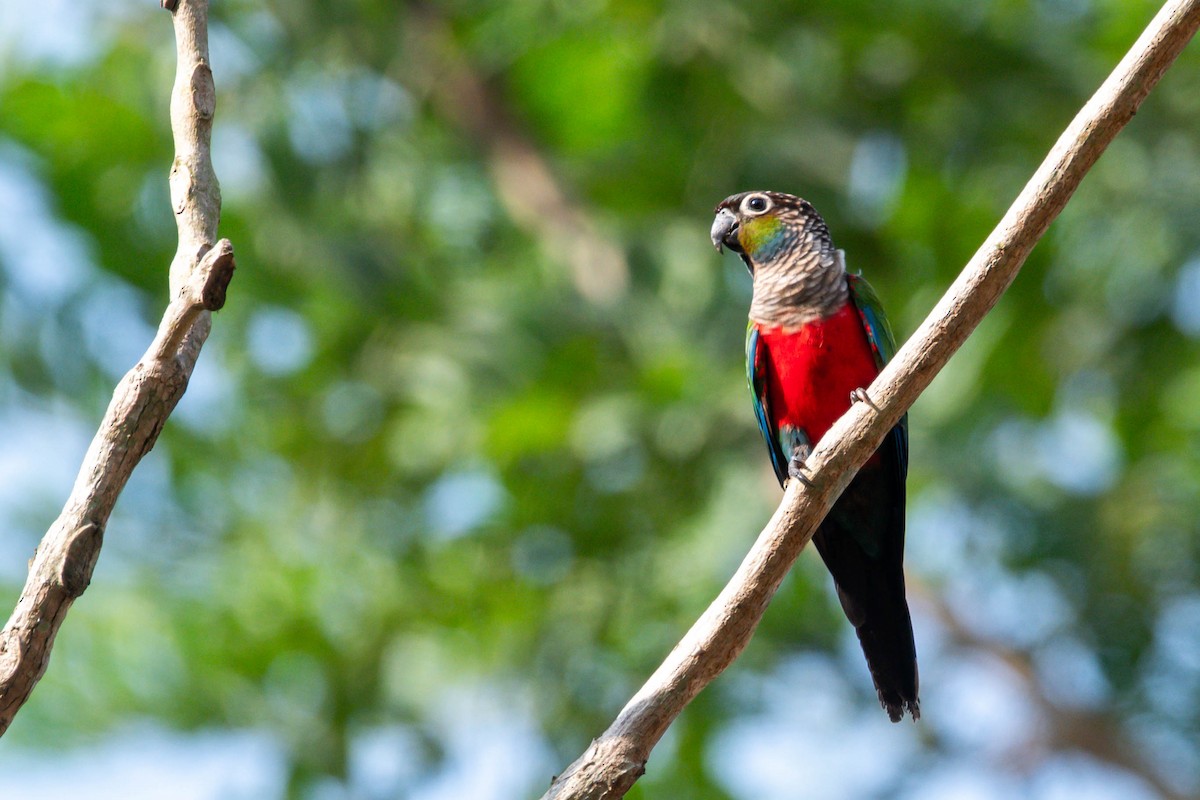 Crimson-bellied Parakeet - ML609225024