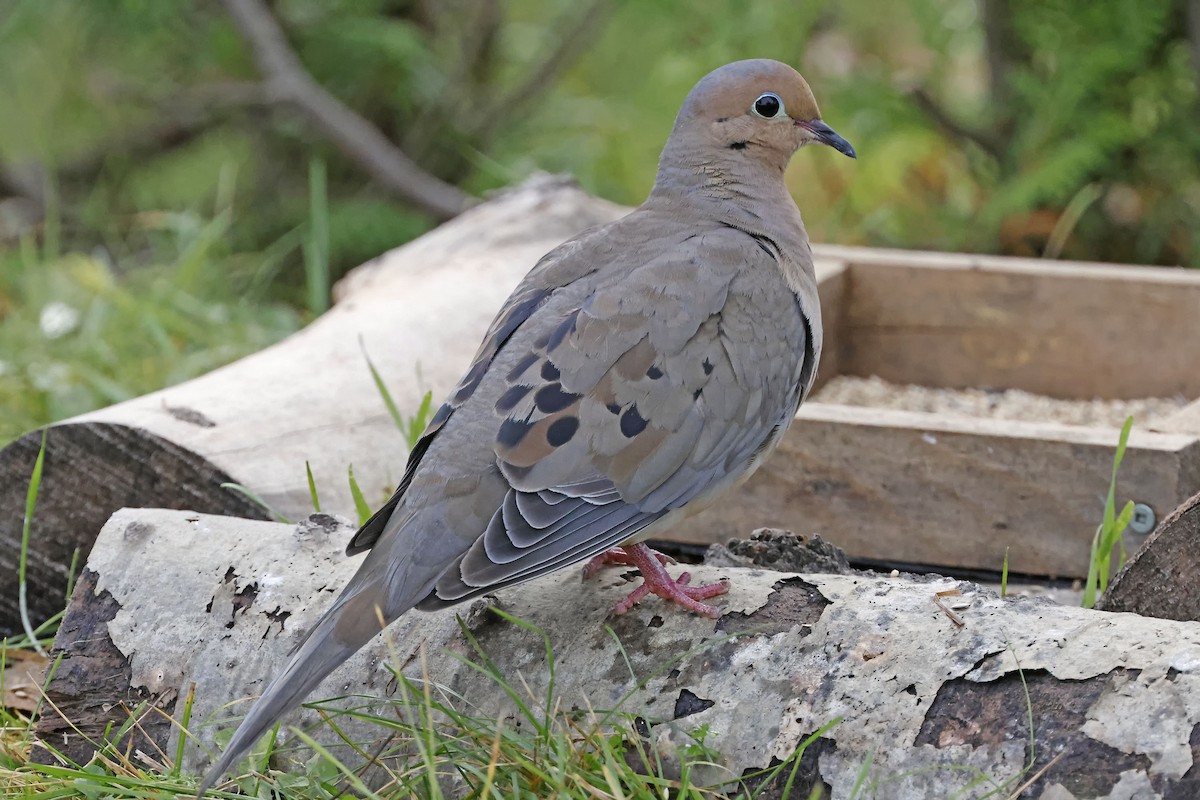 eBird Checklist 24 Sep 2023 BONAVENTURE, Rte. Willie Arsenault 24