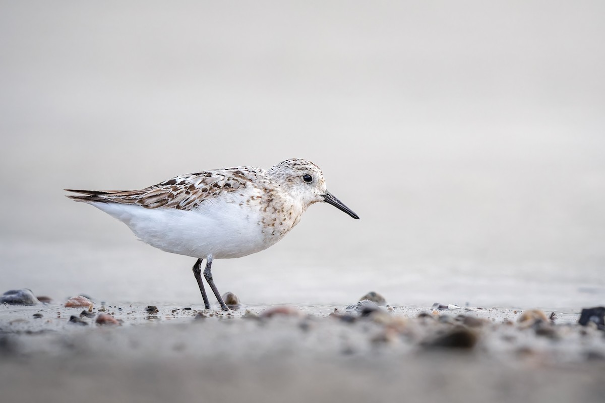 Sanderling - ML609225637