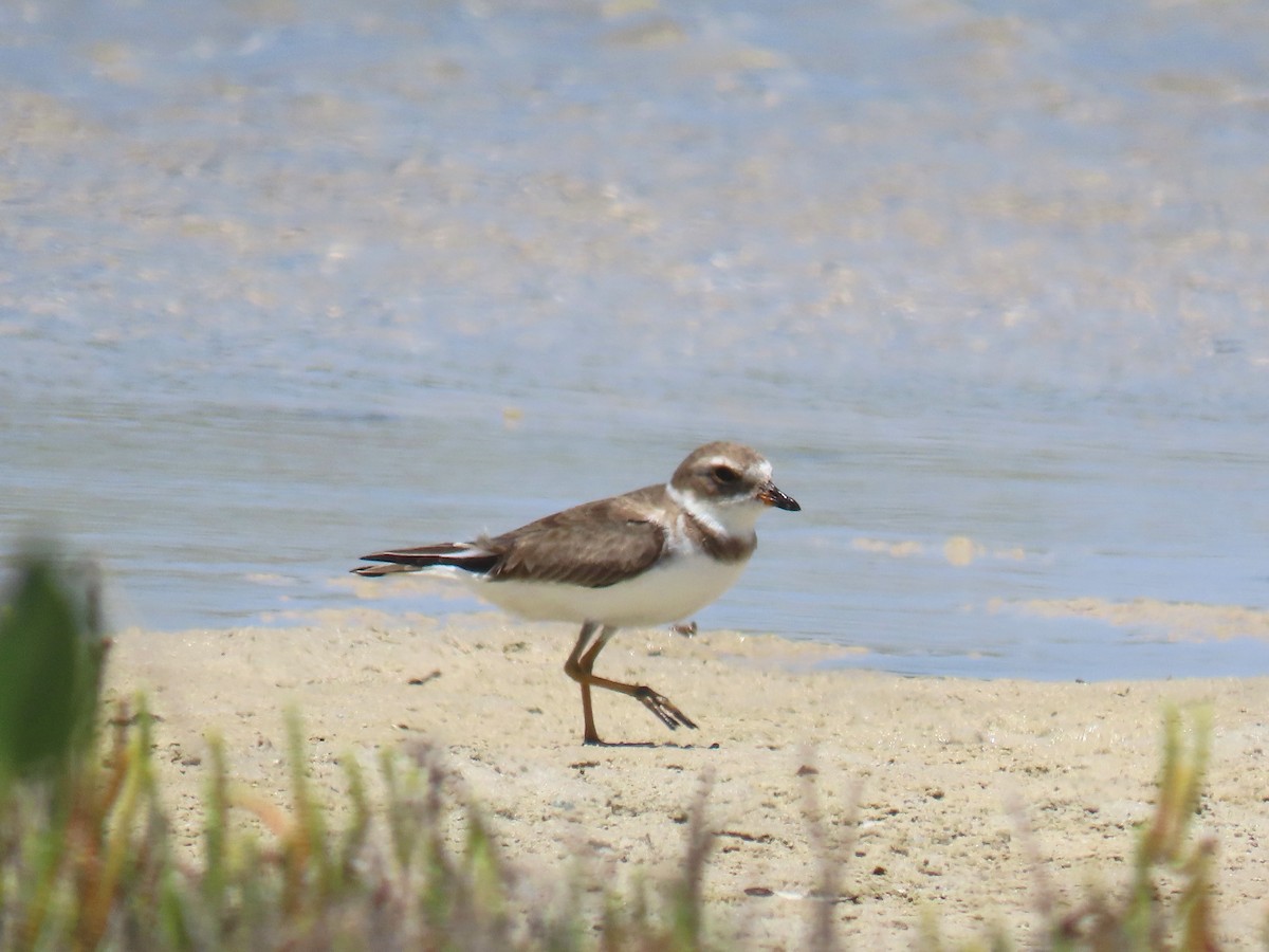 Semipalmated Plover - ML609225791