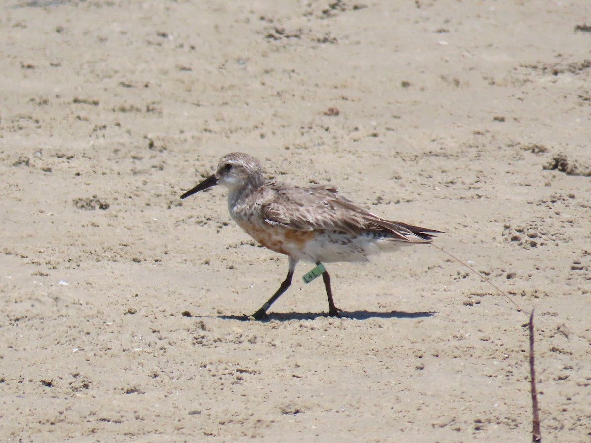 Red Knot - ML609225823