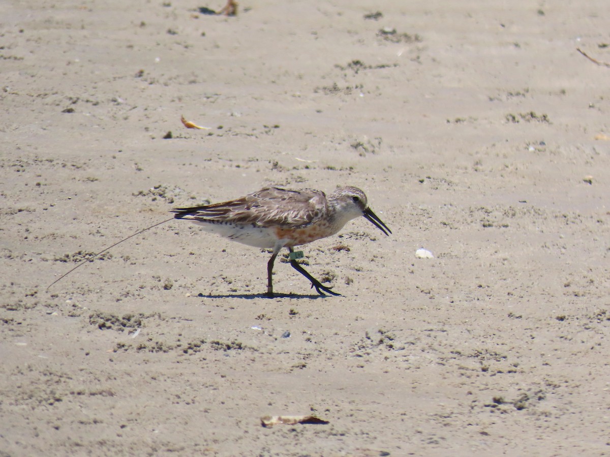 Red Knot - ML609225853