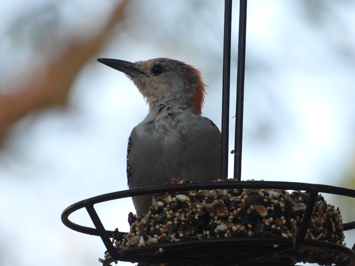 Ebird Checklist Sep My Backyard Species