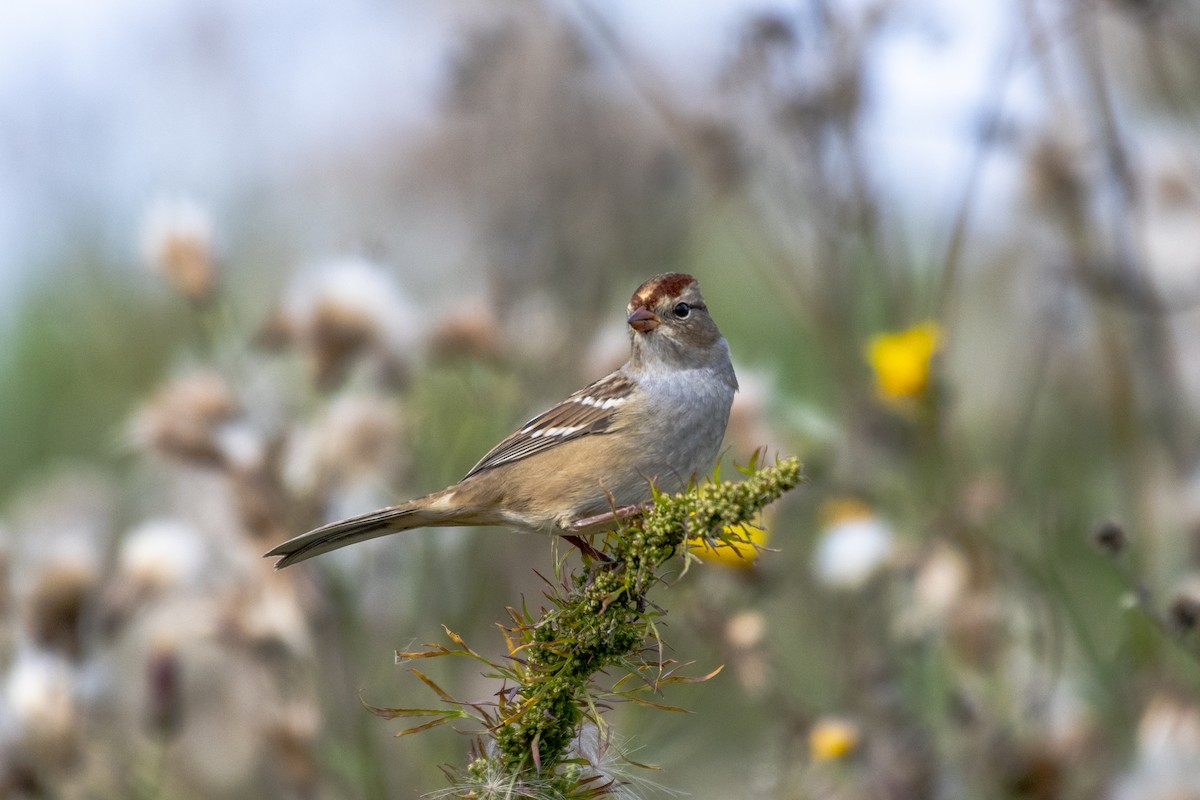 White-crowned Sparrow - ML609225917