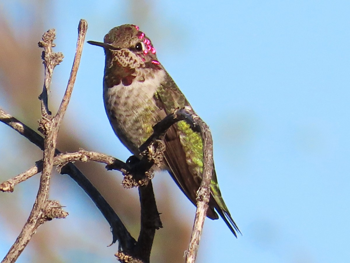 Anna's Hummingbird - ML609226094