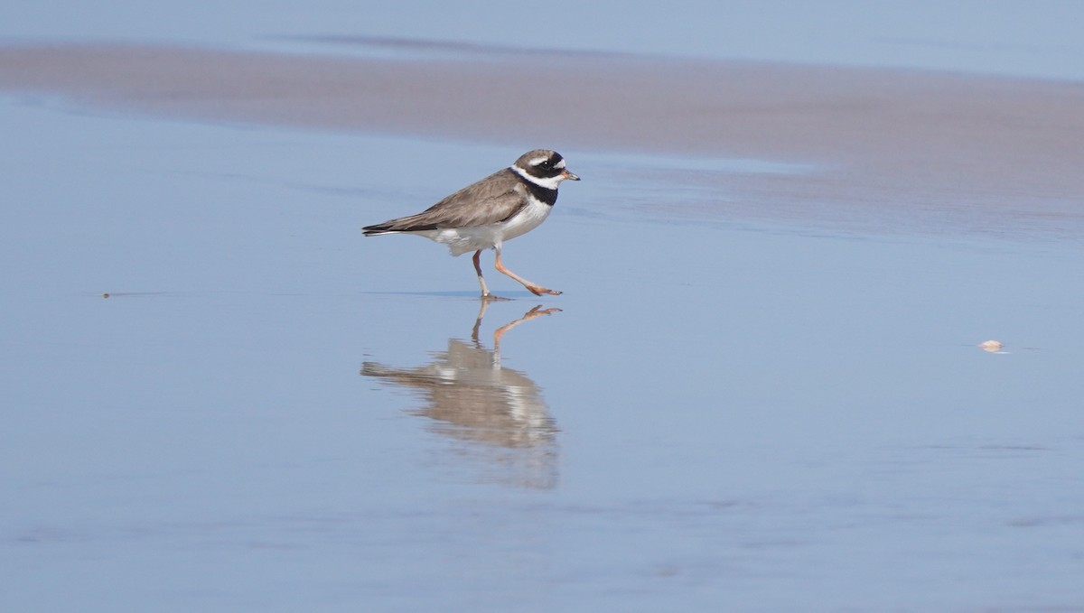 Common Ringed Plover - ML609226196