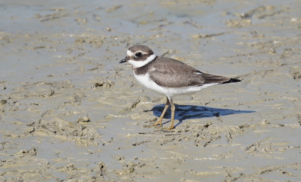 Common Ringed Plover - ML609226197