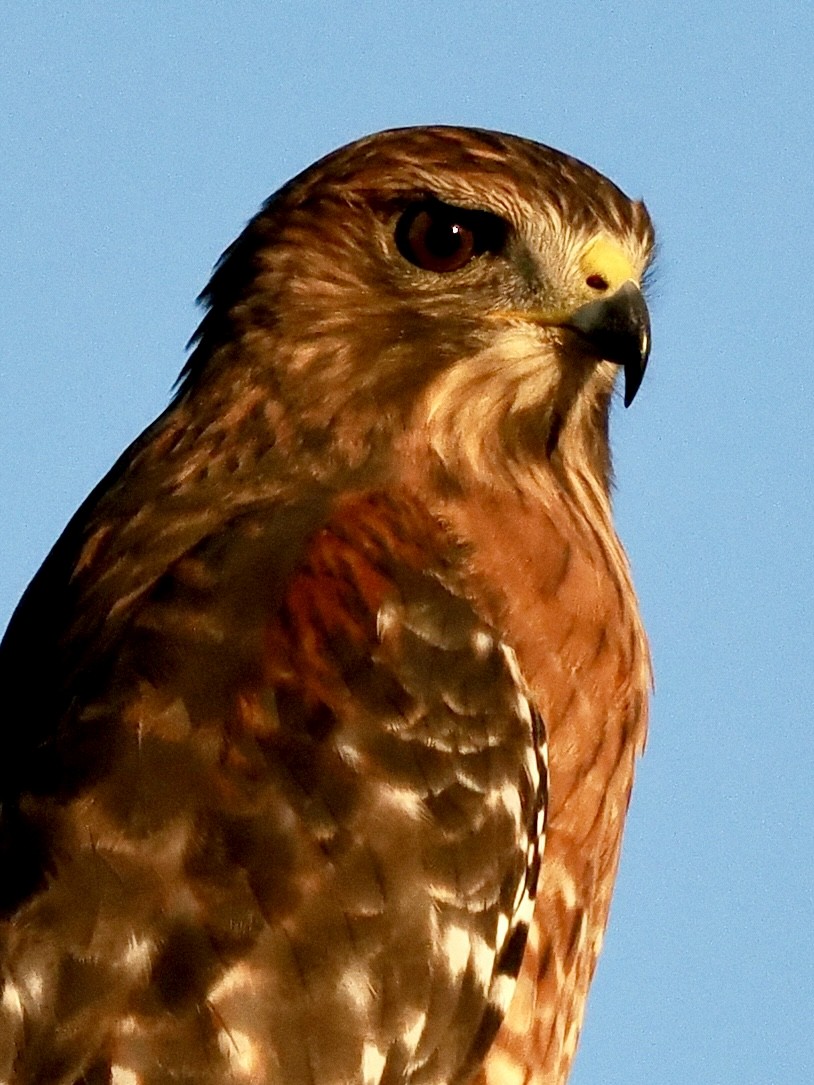 Red-shouldered Hawk - ML609226207