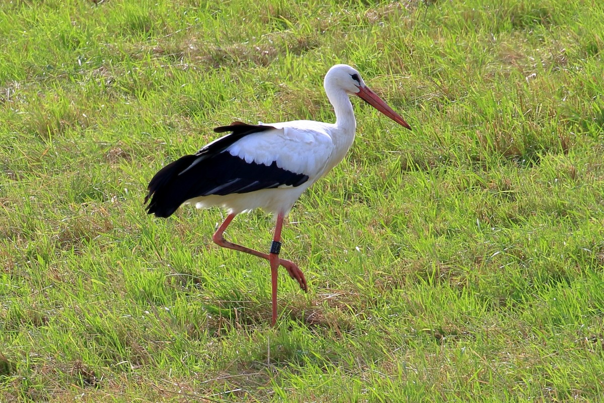White Stork - ML609226412