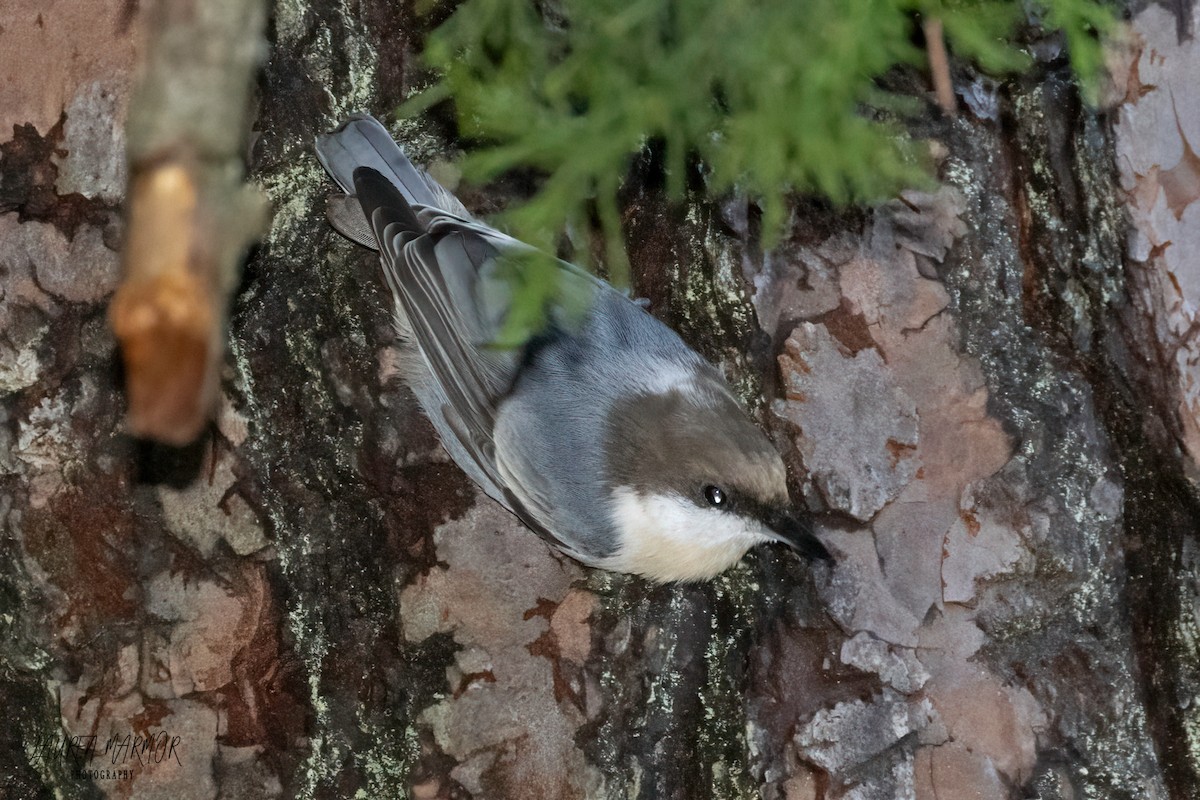 Brown-headed Nuthatch - ML609226447