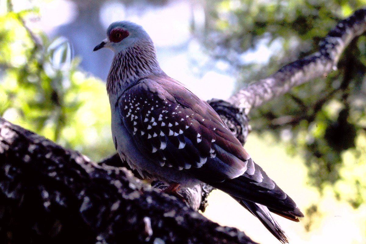 Speckled Pigeon - ML609226469