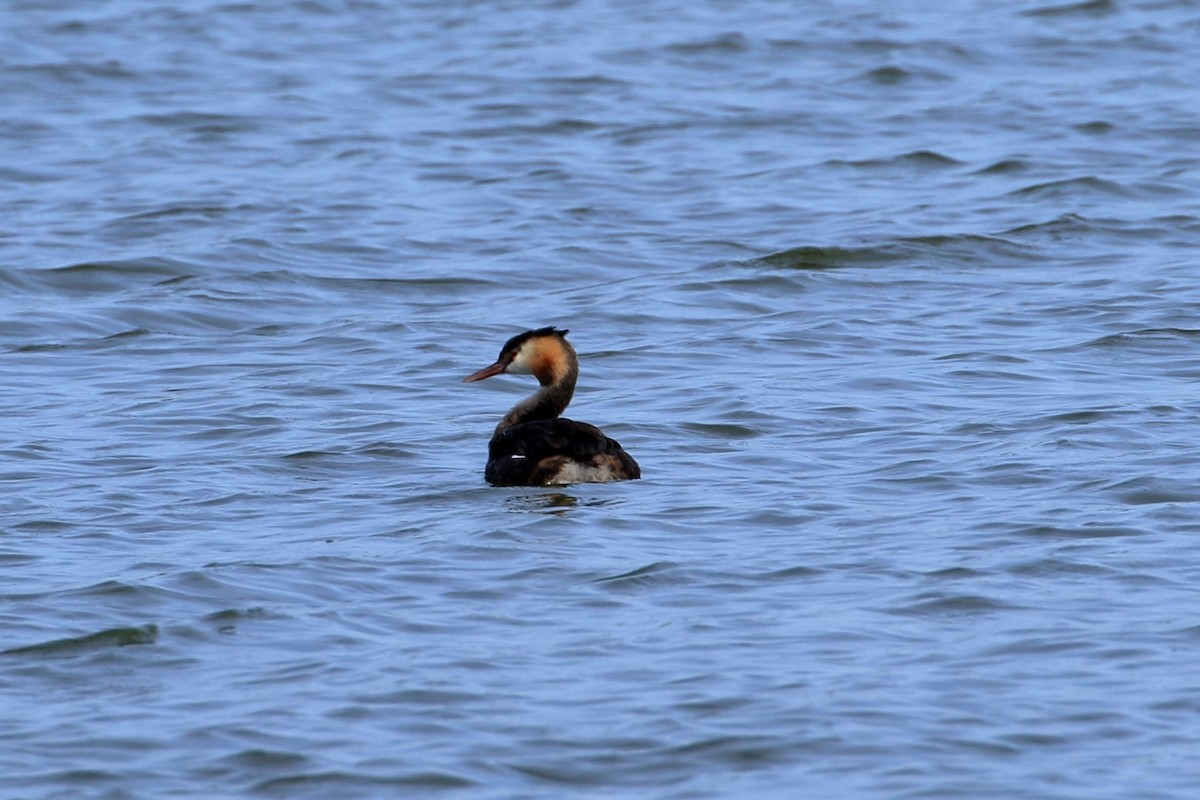 Great Crested Grebe - ML609226642