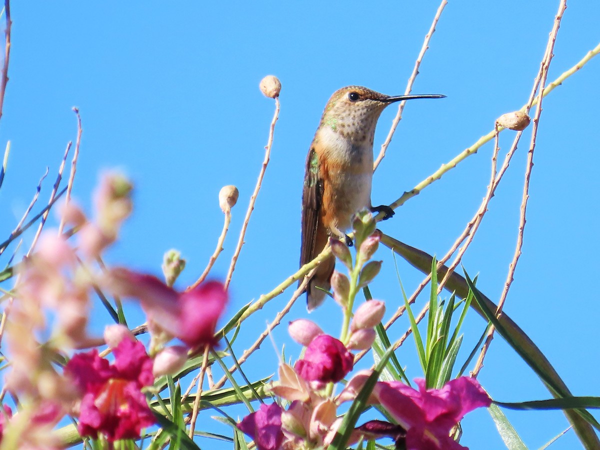Rufous Hummingbird - Ricardo Barrios