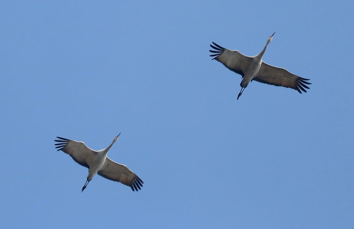 Grulla Canadiense - ML609226849