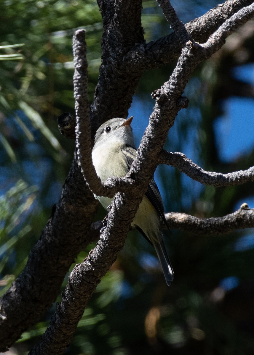 Empidonax sp. - ML609226868