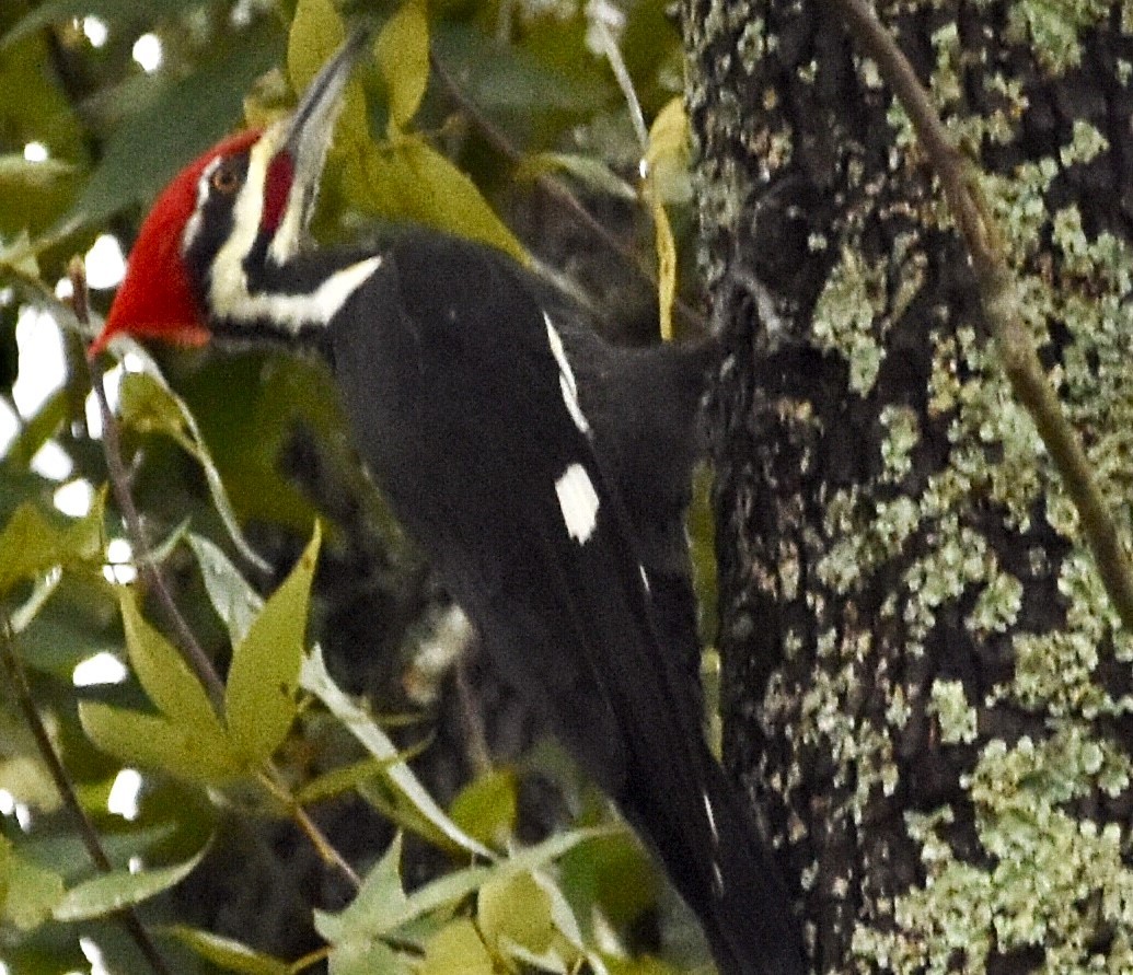 Pileated Woodpecker - Jason C. Martin
