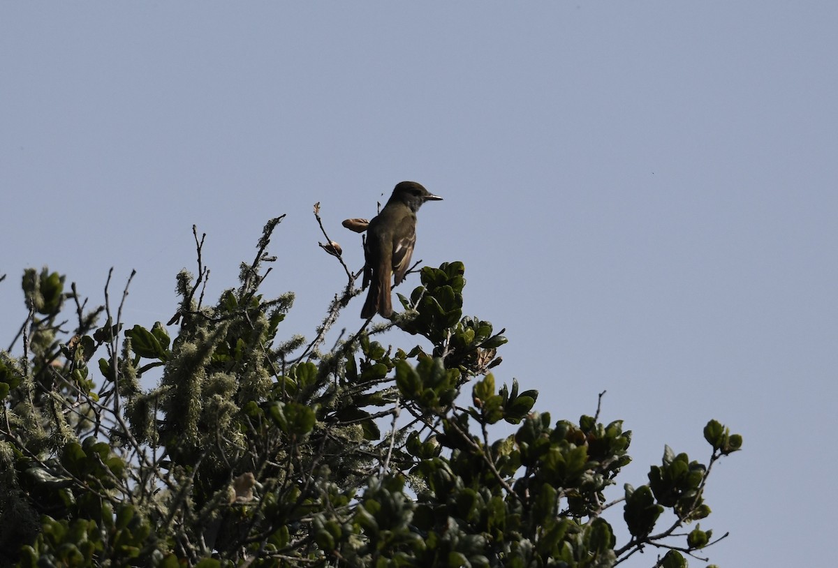 Great Crested Flycatcher - ML609226879