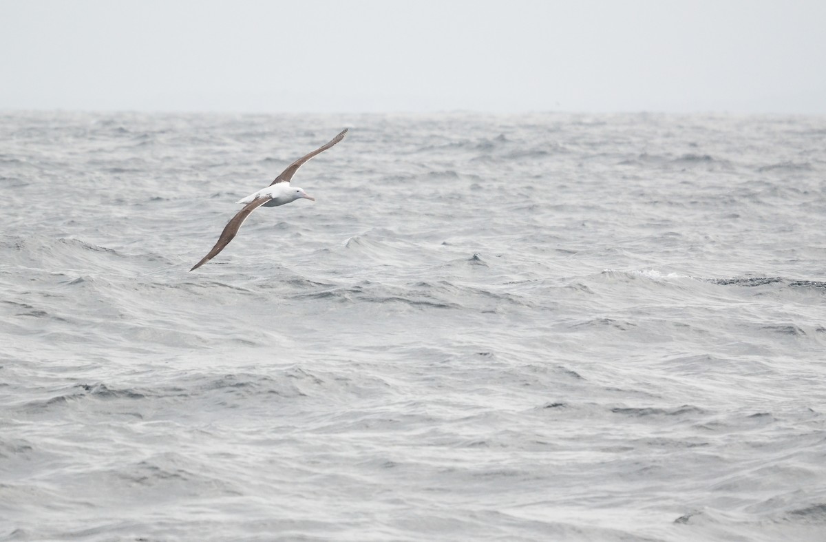 Royal Albatross (Southern) - ML609226952
