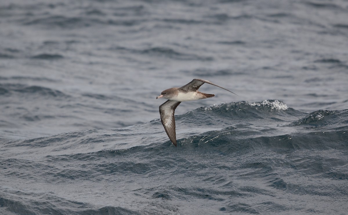 Pink-footed Shearwater - ML609226958