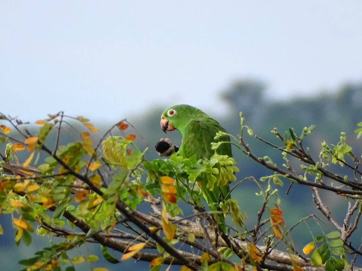 Yellow-crowned Parrot - ML609226995