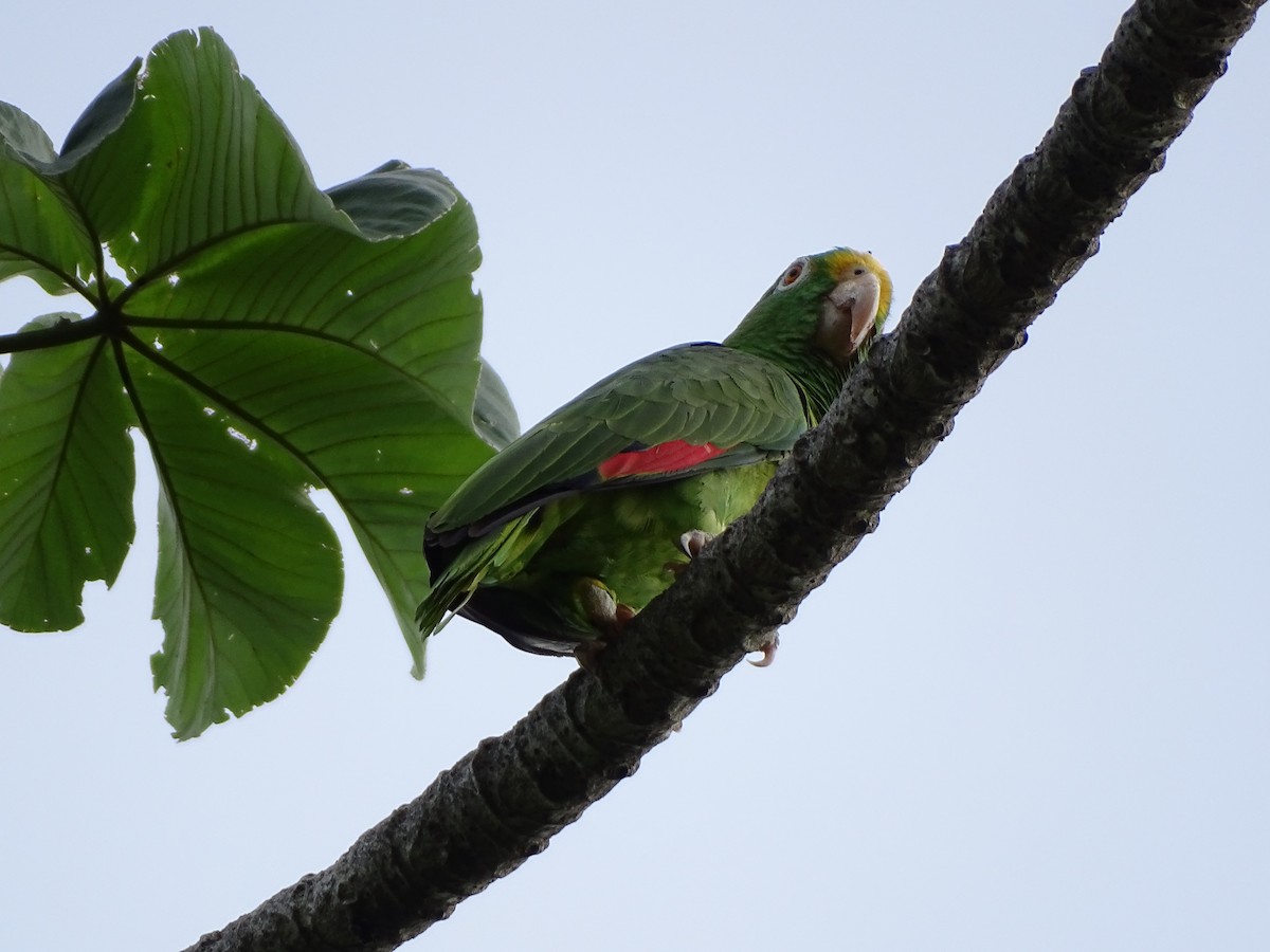 Yellow-crowned Parrot - ML609227033