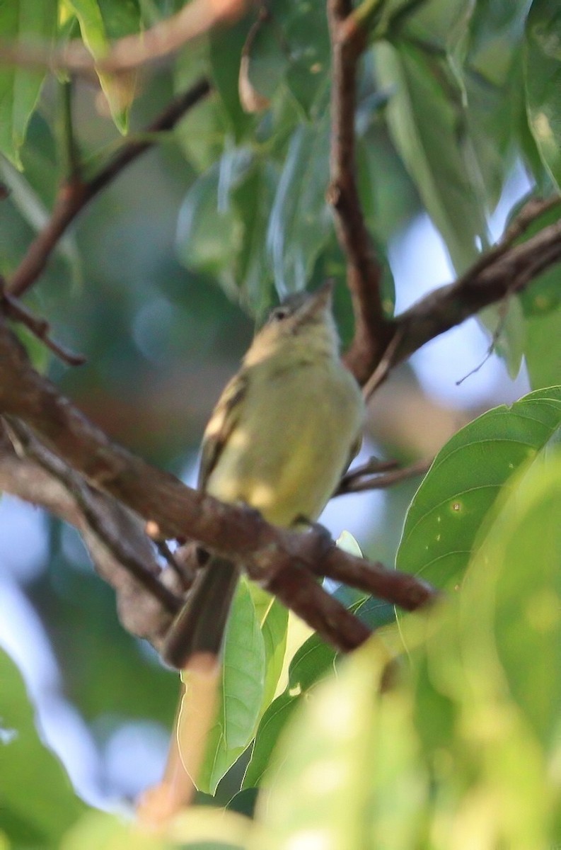 Gray-crowned Flatbill - ML609227183