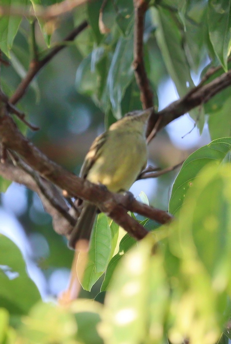 Gray-crowned Flatbill - ML609227188