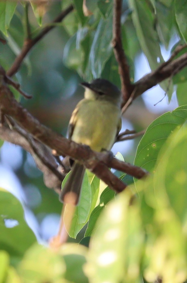Gray-crowned Flatbill - ML609227190