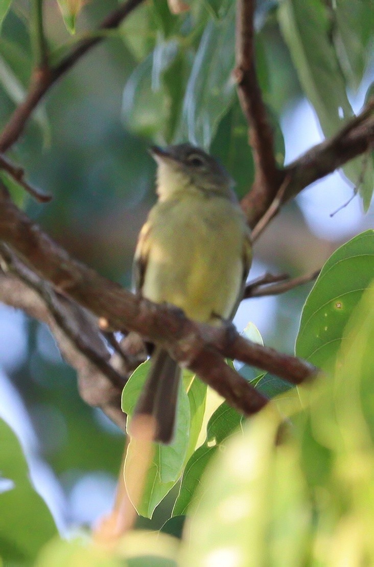 Gray-crowned Flatbill - ML609227195