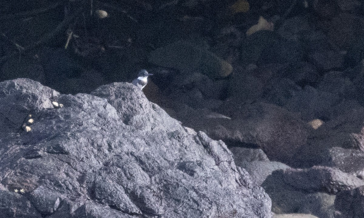 Belted Kingfisher - ML609227350