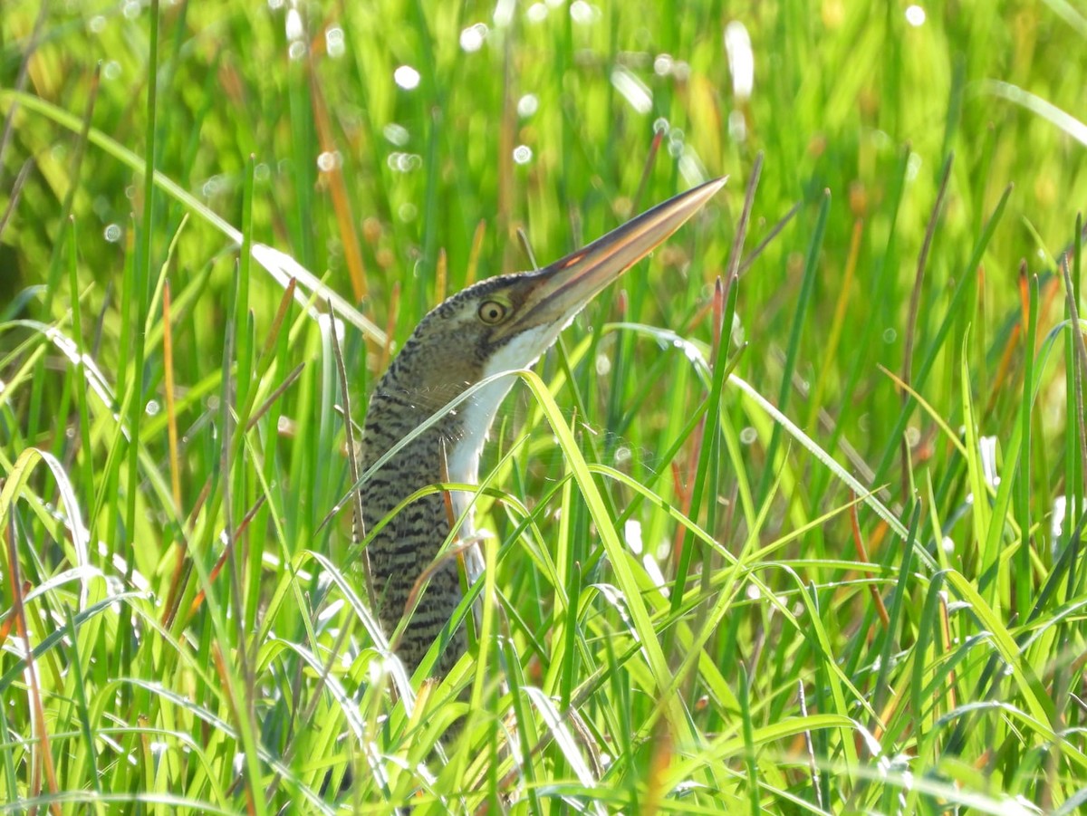 Pinnated Bittern - ML609227356