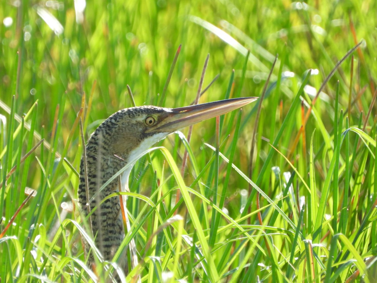 Pinnated Bittern - ML609227357