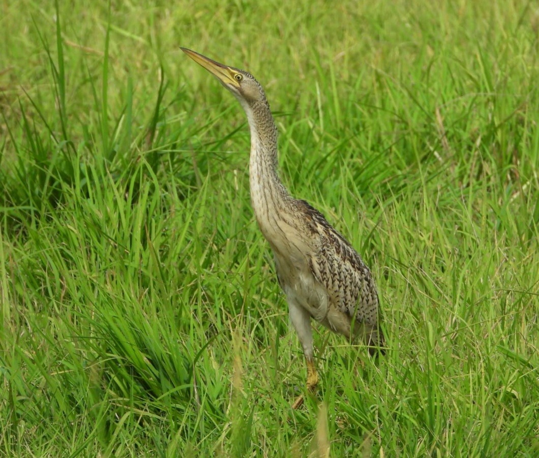 Pinnated Bittern - ML609227359