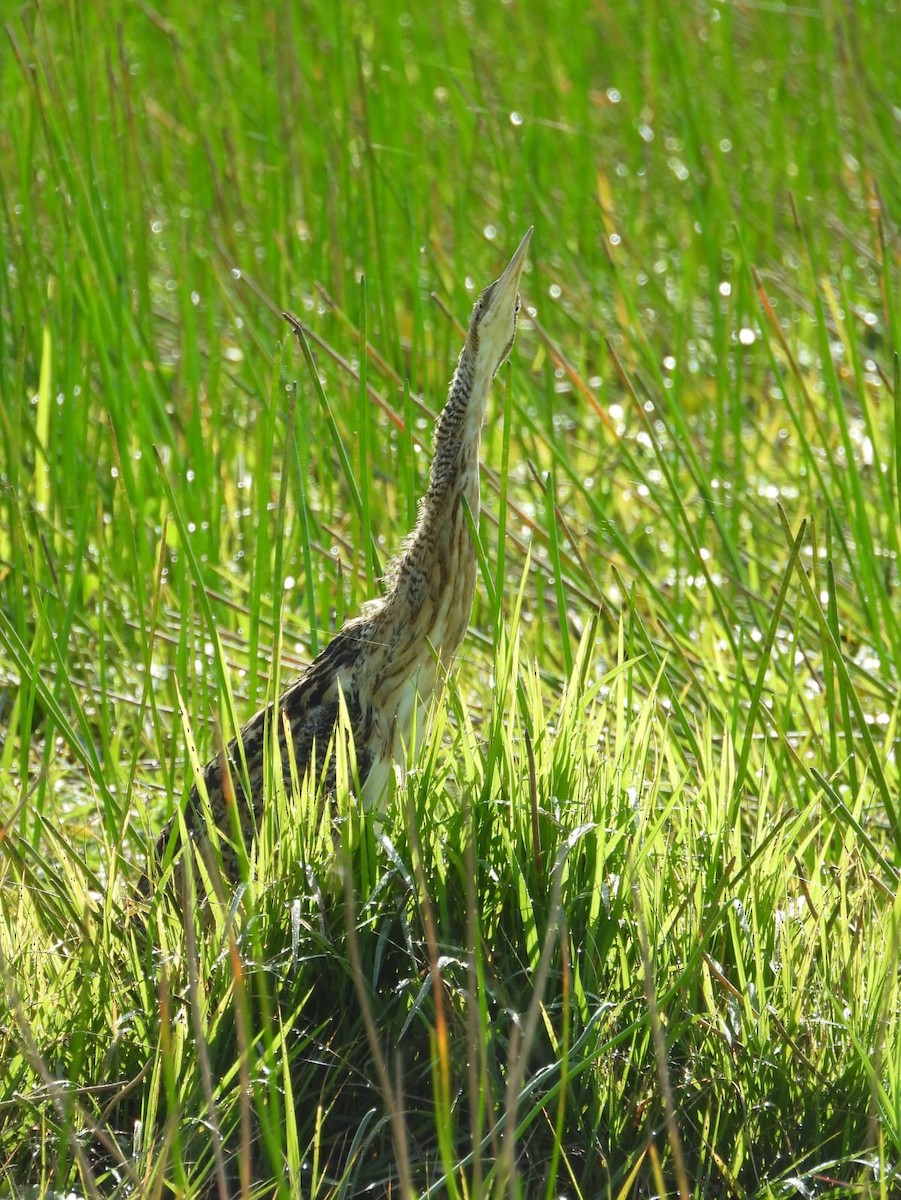Pinnated Bittern - ML609227361